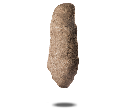 YABAN DOMUZU BAŞI